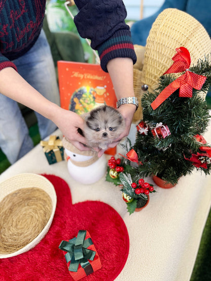 Pomeranian - Pochita(Female) - Beautiful puppy teacup puppy with adorable features available for adoption from Velydog