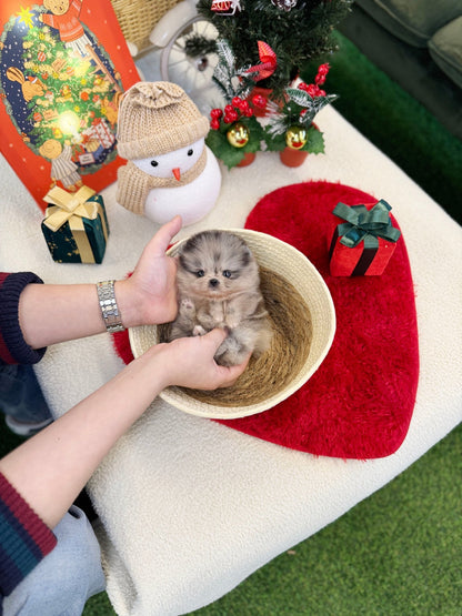 Pomeranian - Pochita(Female) - Beautiful puppy teacup puppy with adorable features available for adoption from Velydog