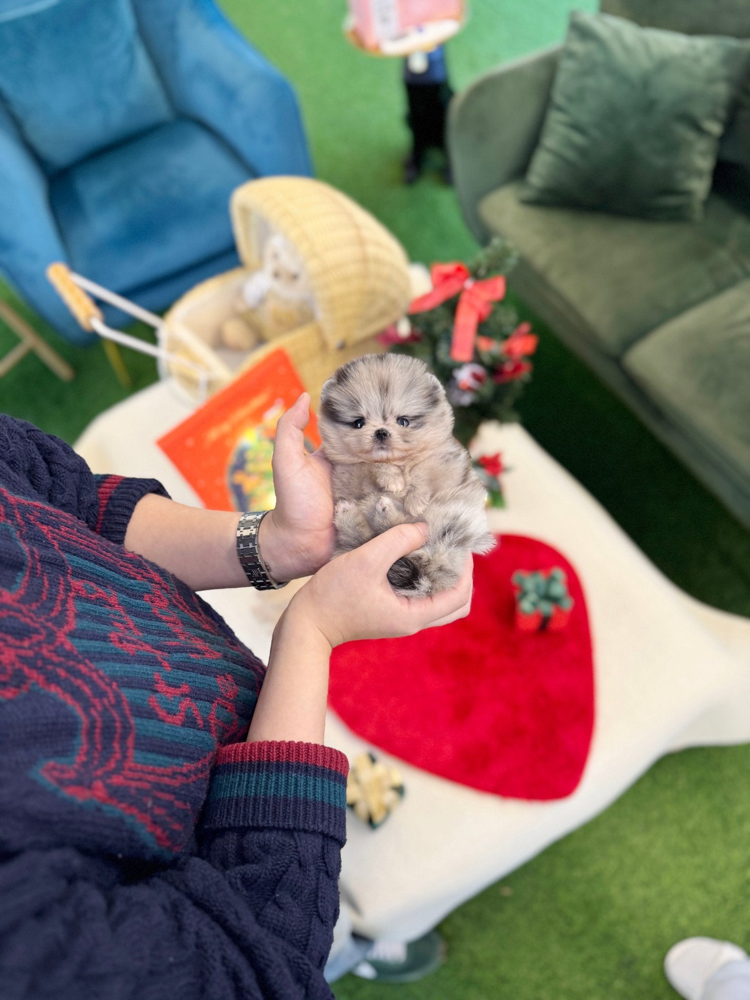 Pomeranian - Pochita(Female) - Beautiful puppy teacup puppy with adorable features available for adoption from Velydog