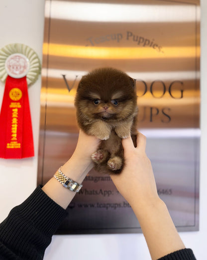 Pomeranian - Pochita(Male) - Beautiful puppy teacup puppy with adorable features available for adoption from Velydog