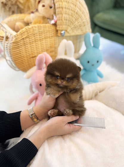 Pomeranian - Pochita(Male) - Beautiful puppy teacup puppy with adorable features available for adoption from Velydog