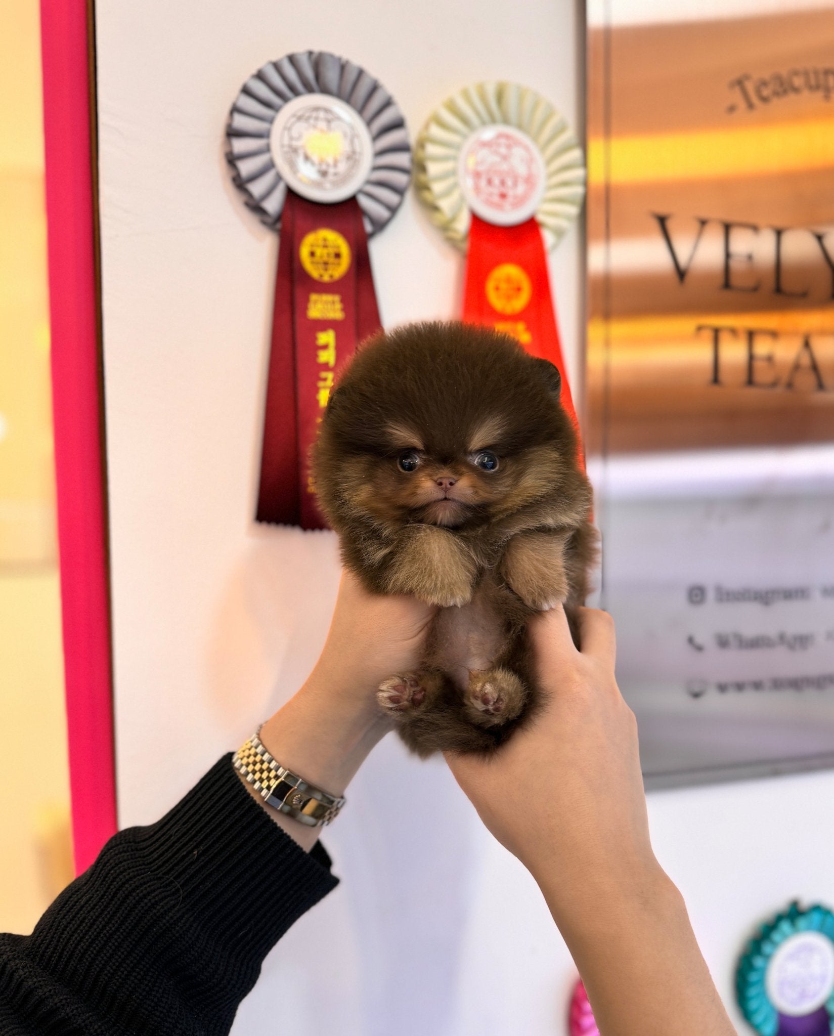 Pomeranian - Pochita(Male) - Beautiful puppy teacup puppy with adorable features available for adoption from Velydog