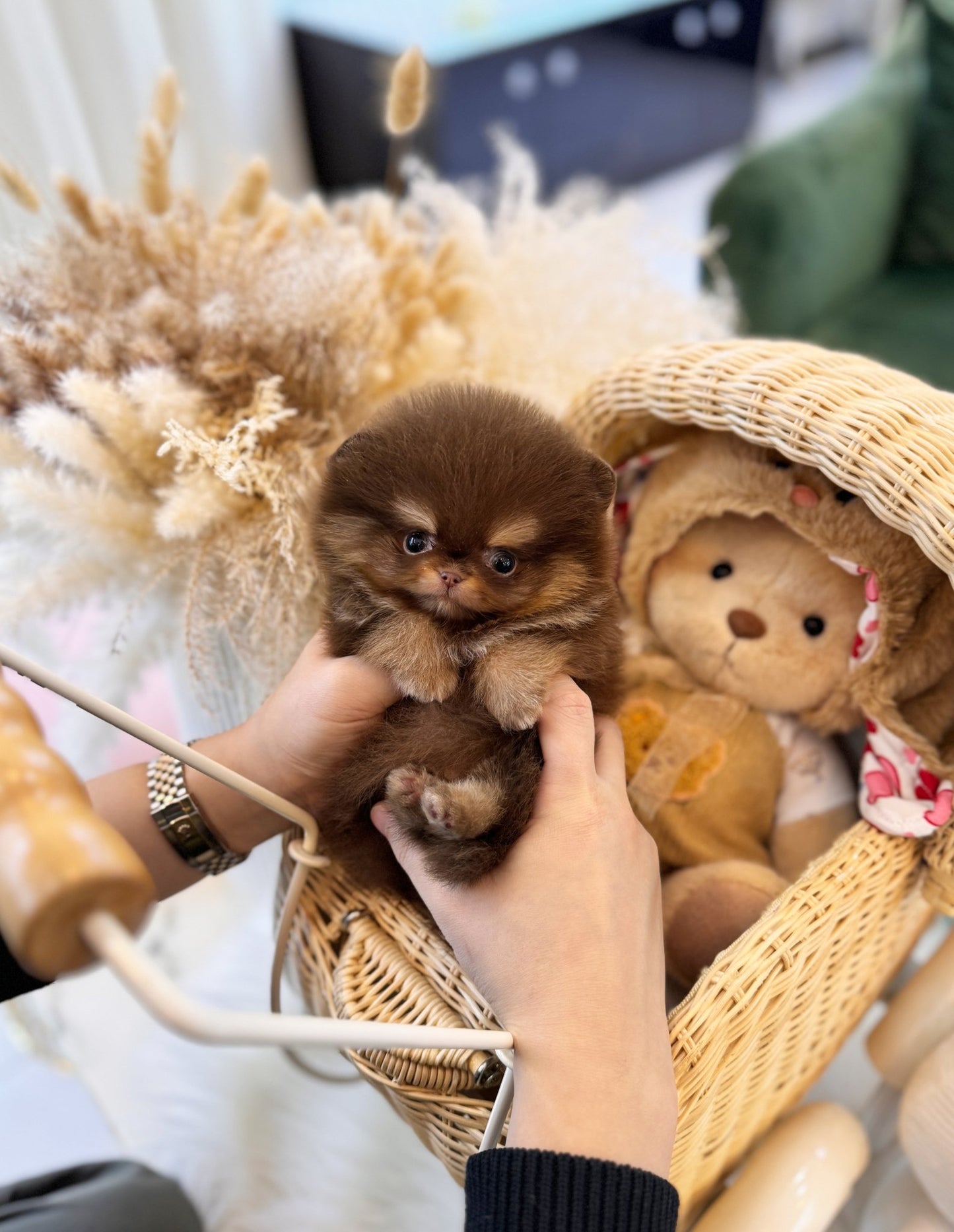 Pomeranian - Pochita(Male) - Beautiful puppy teacup puppy with adorable features available for adoption from Velydog