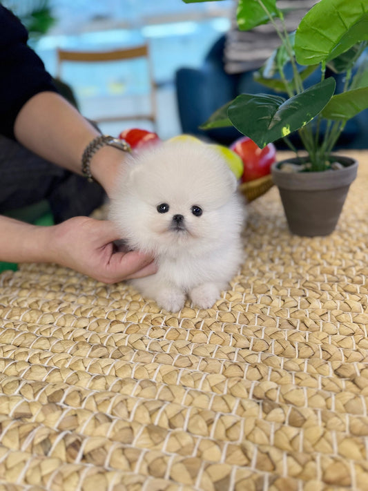 Pomeranian - Podo(Female) - Beautiful puppy teacup puppy with adorable features available for adoption from Velydog