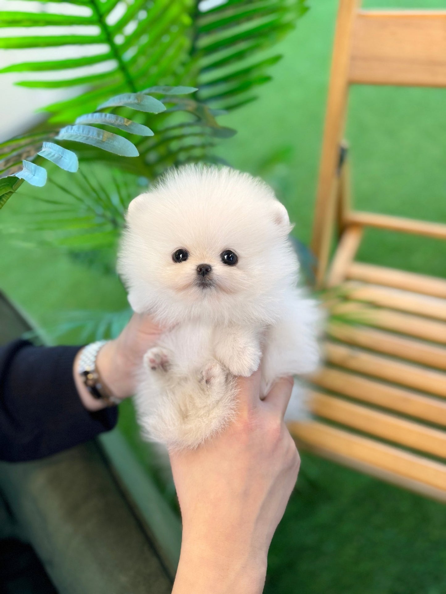 Pomeranian - Podo(Female) - Beautiful puppy teacup puppy with adorable features available for adoption from Velydog