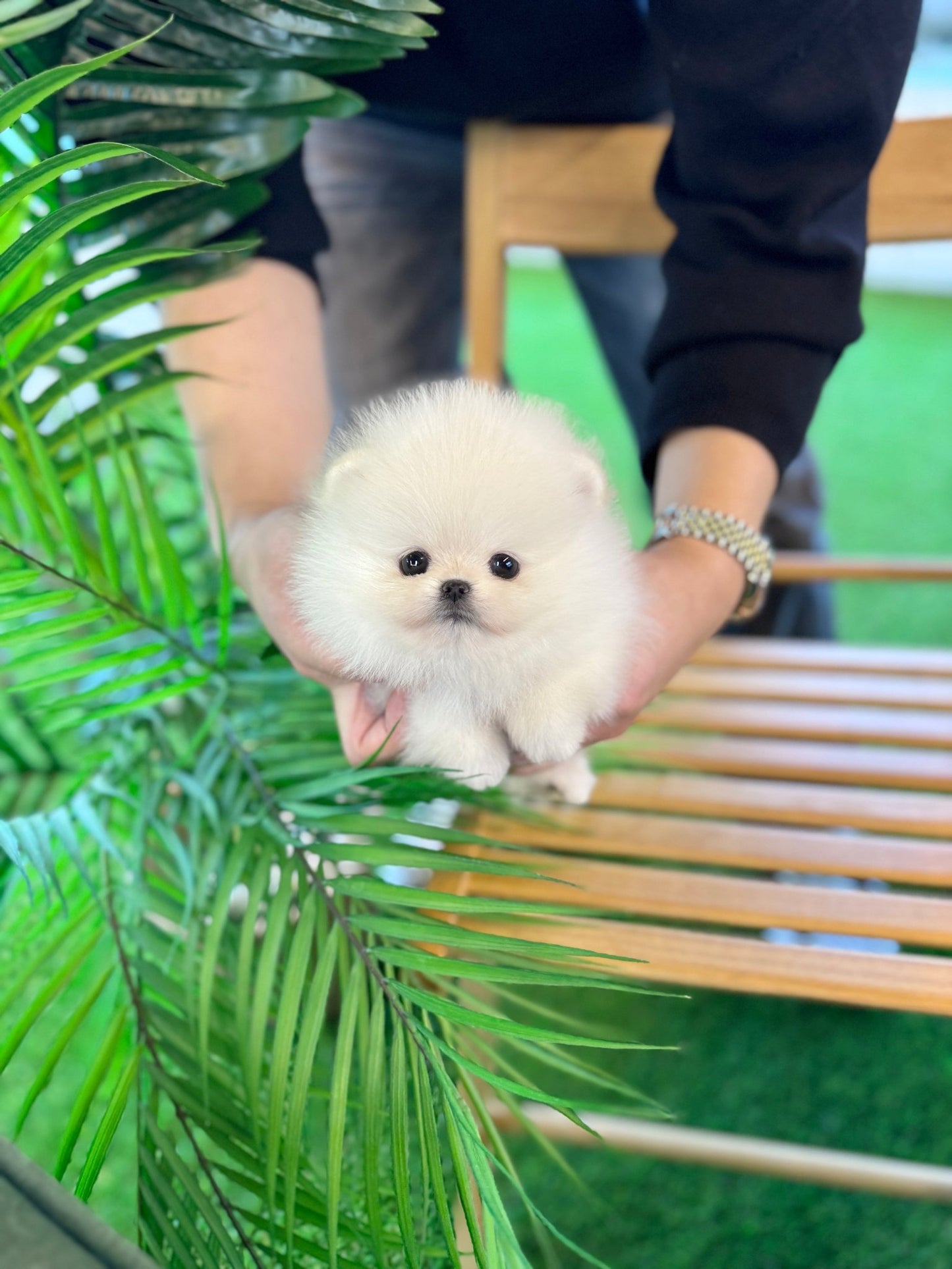 Pomeranian - Podo(Female) - Beautiful puppy teacup puppy with adorable features available for adoption from Velydog