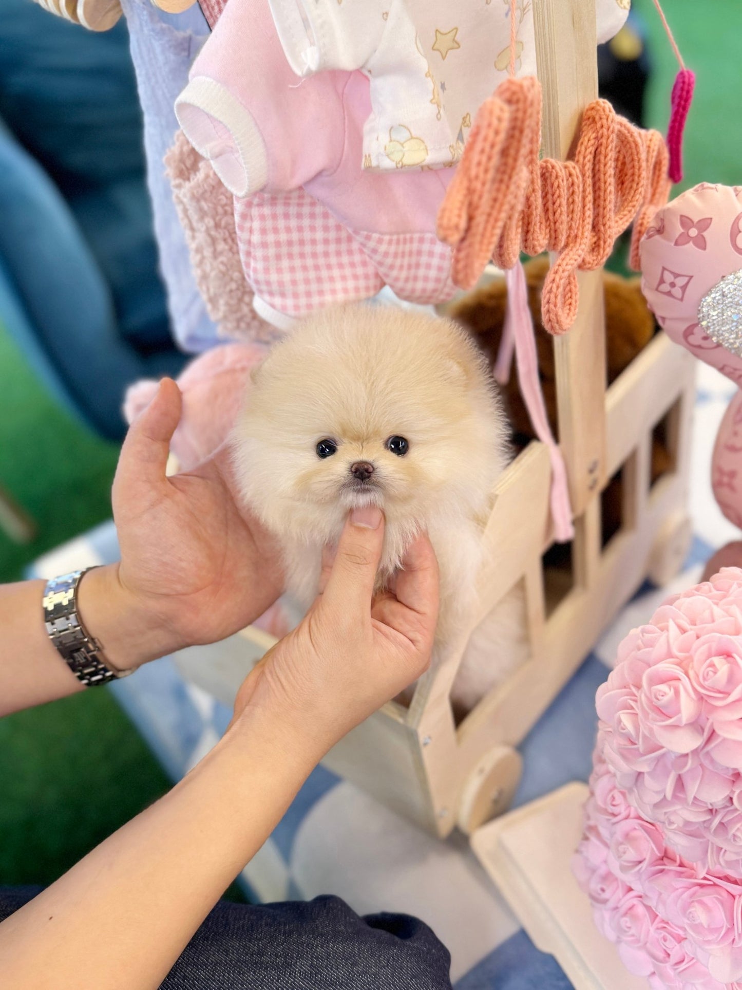 Pomeranian - Pomi(Female) - Beautiful puppy teacup puppy with adorable features available for adoption from Velydog