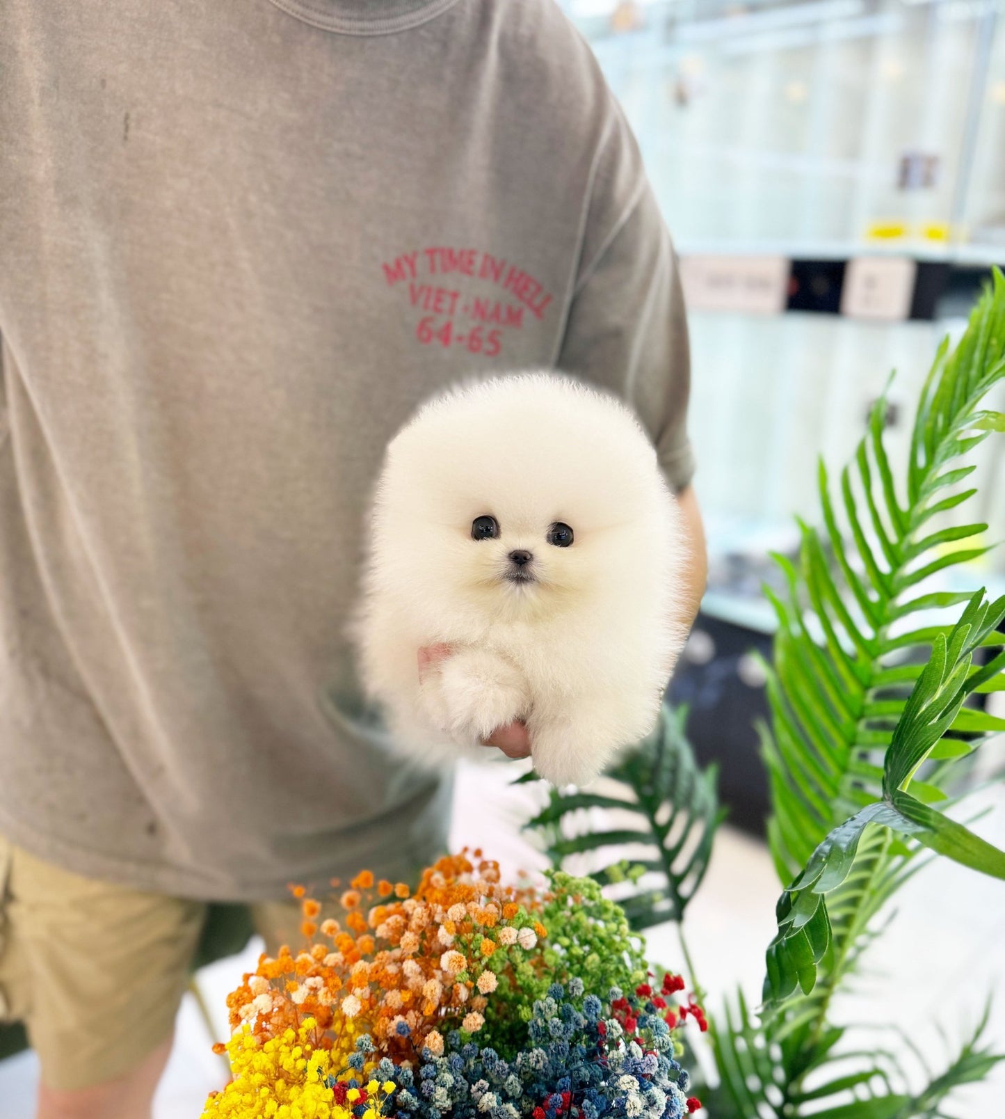 Pomeranian - Poo(Male) - Beautiful puppy teacup puppy with adorable features available for adoption from Velydog