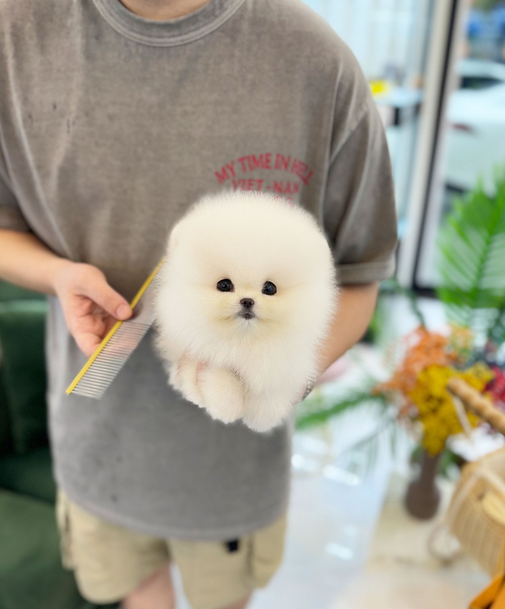 Pomeranian - Poo(Male) - Beautiful puppy teacup puppy with adorable features available for adoption from Velydog