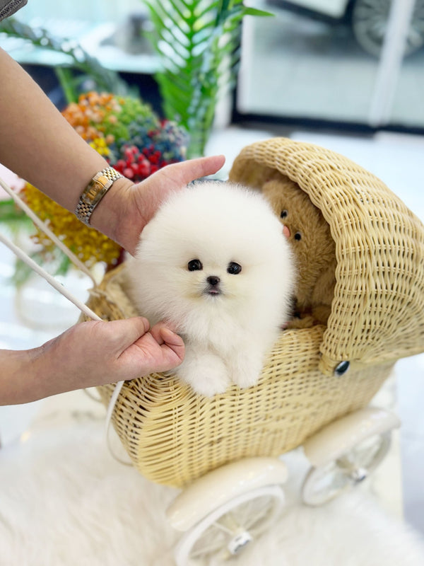 Pomeranian - Poo(Male) - Beautiful puppy teacup puppy with adorable features available for adoption from Velydog