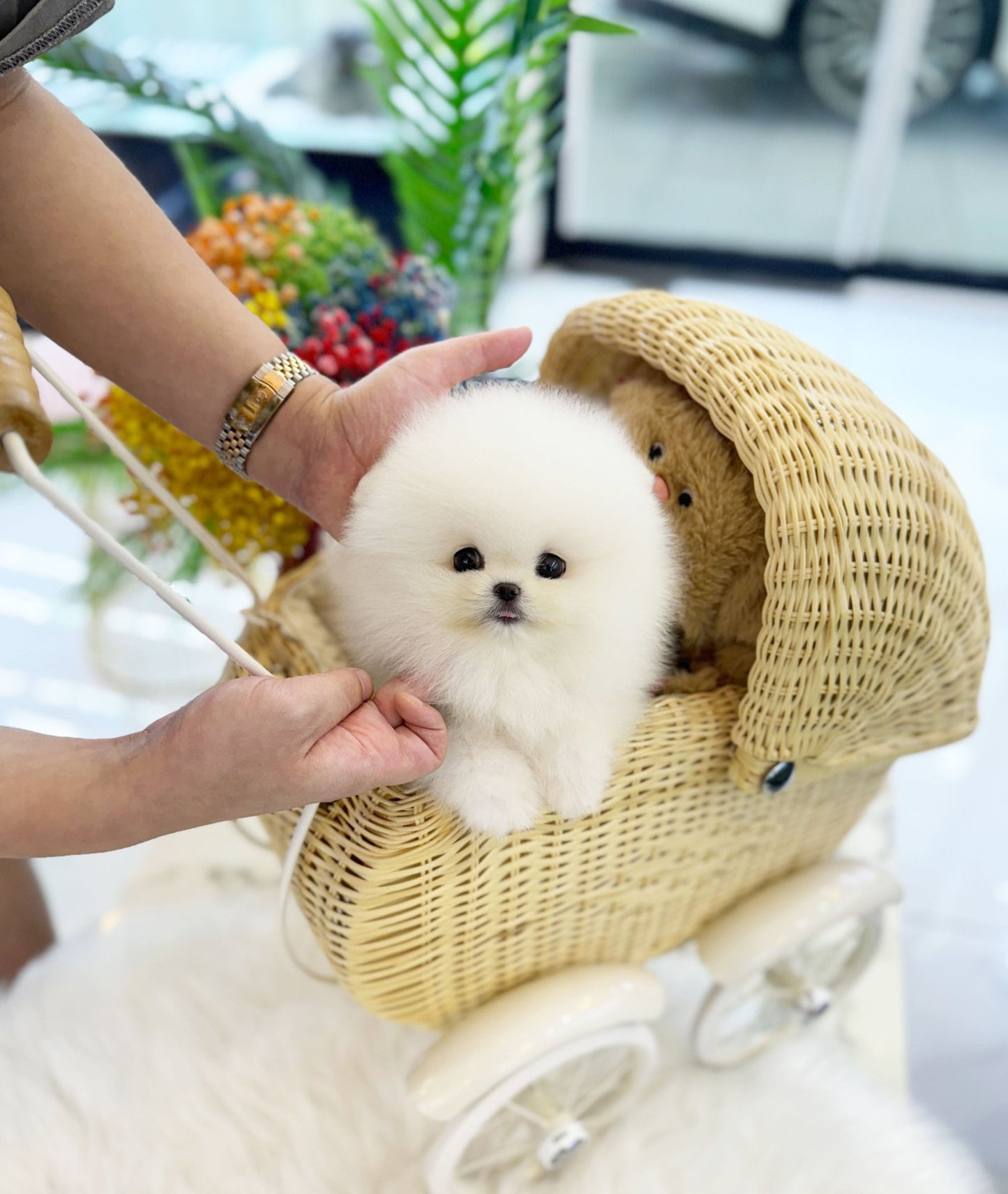 Pomeranian - Poo(Male) - Beautiful puppy teacup puppy with adorable features available for adoption from Velydog