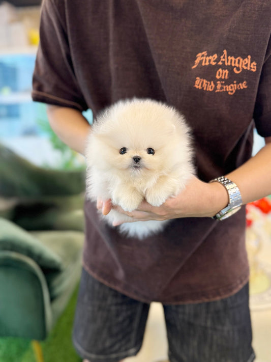 Pomeranian - Rabbit(Female) - Beautiful puppy teacup puppy with adorable features available for adoption from Velydog
