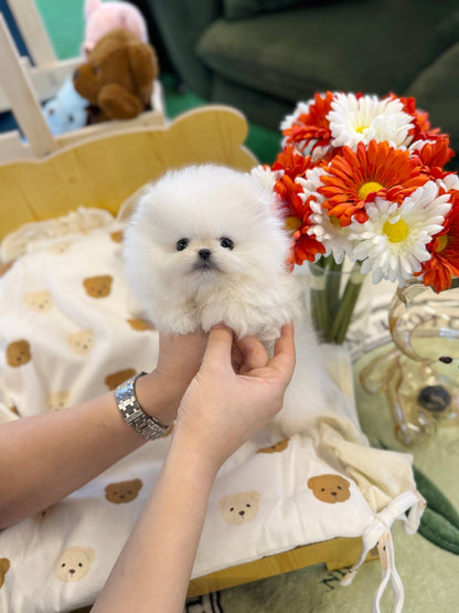 Pomeranian - Rabbit(Female) - Beautiful puppy teacup puppy with adorable features available for adoption from Velydog