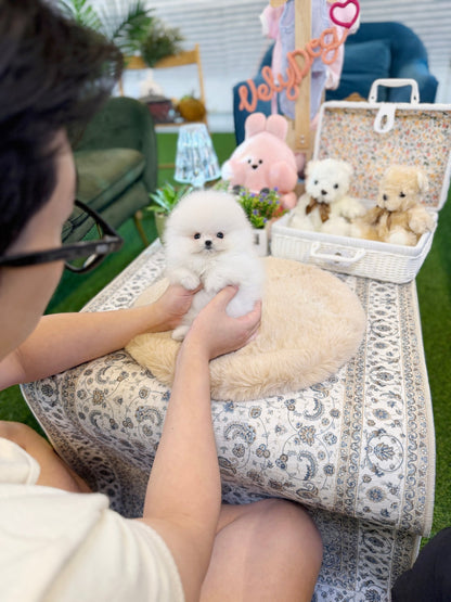Pomeranian - Ray(Female) - Beautiful puppy teacup puppy with adorable features available for adoption from Velydog