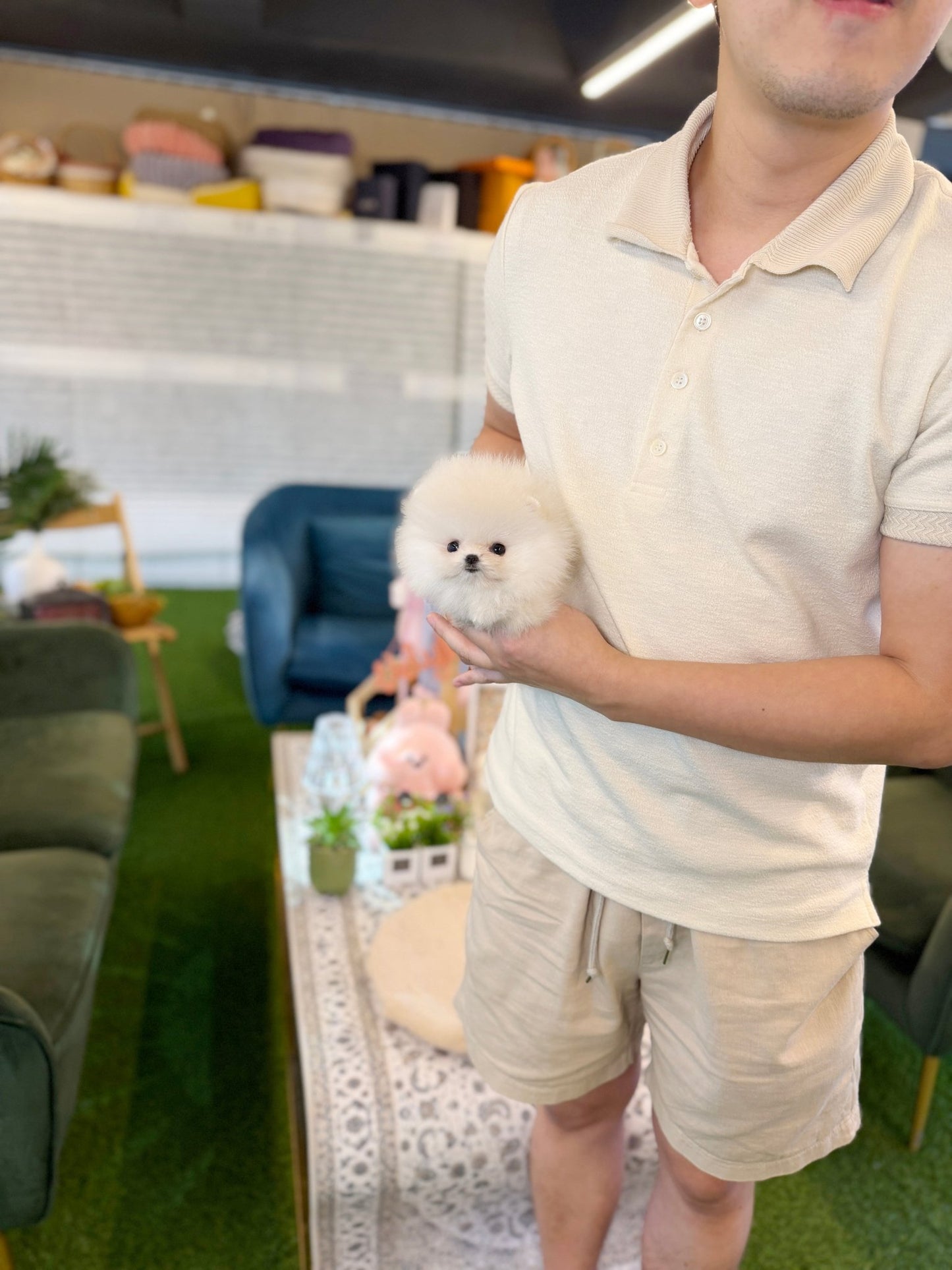 Pomeranian - Ray(Female) - Beautiful puppy teacup puppy with adorable features available for adoption from Velydog