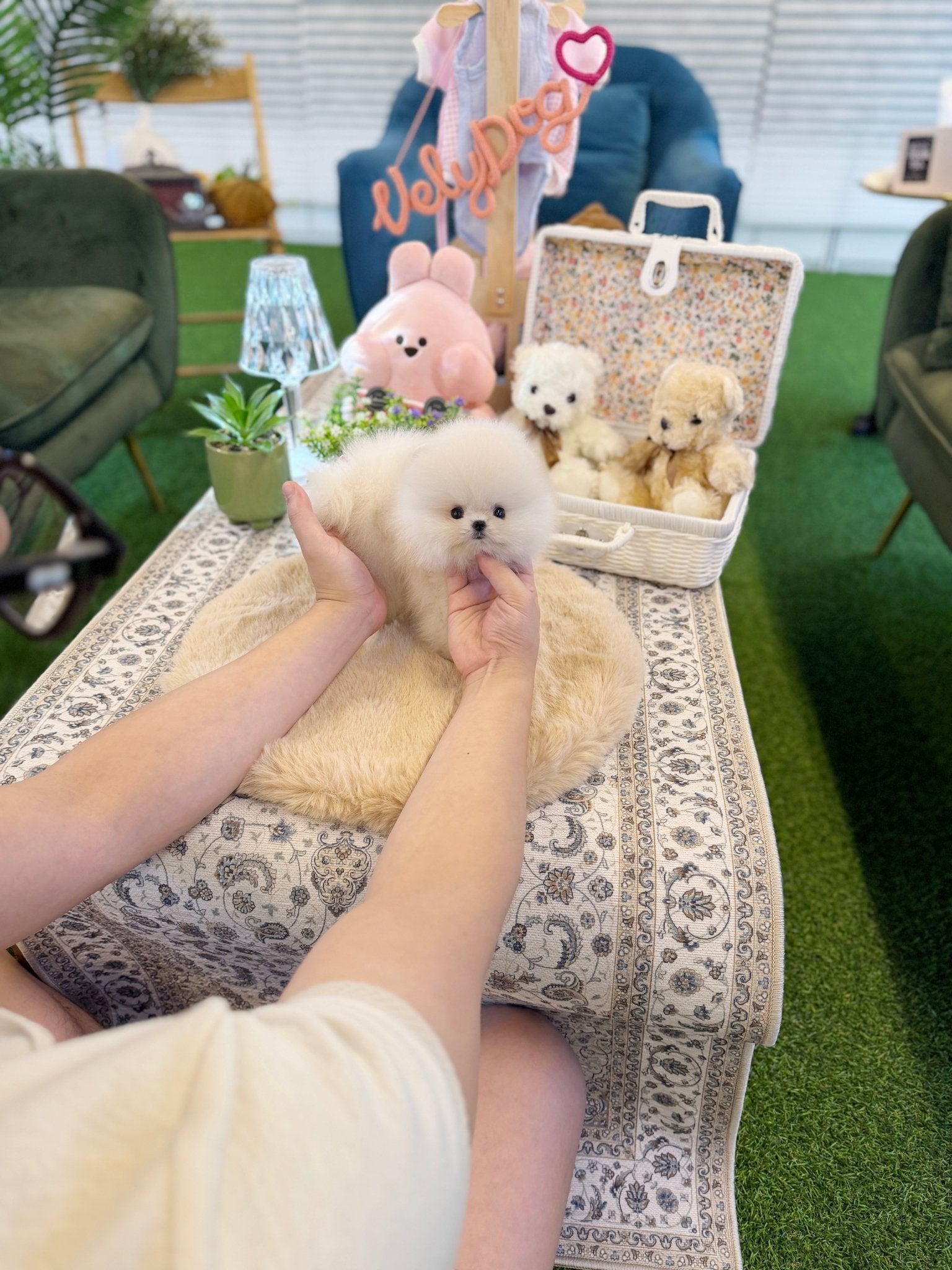 Pomeranian - Ray(Female) - Beautiful puppy teacup puppy with adorable features available for adoption from Velydog