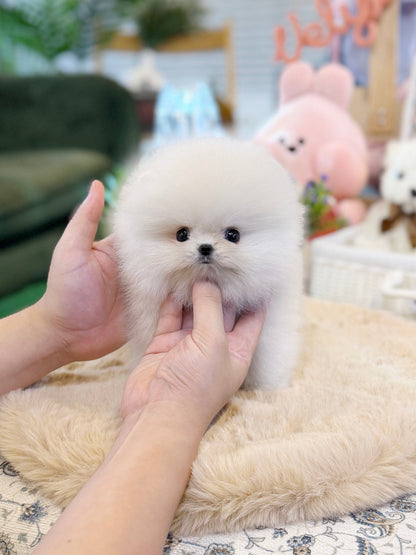 Pomeranian - Ray(Female) - Beautiful puppy teacup puppy with adorable features available for adoption from Velydog