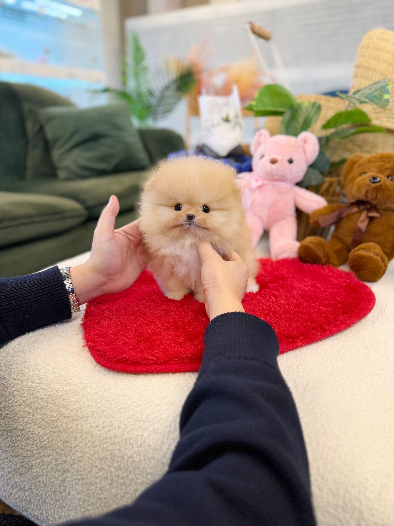 Pomeranian - Rolly(Female) - Beautiful puppy teacup puppy with adorable features available for adoption from Velydog