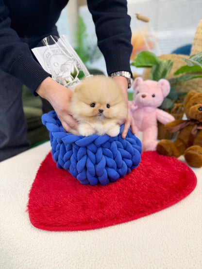 Pomeranian - Rolly(Female) - Beautiful puppy teacup puppy with adorable features available for adoption from Velydog
