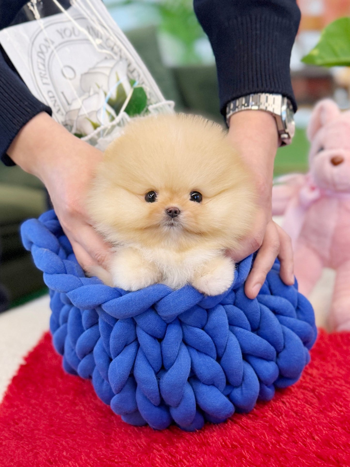 Pomeranian - Rolly(Female) - Beautiful puppy teacup puppy with adorable features available for adoption from Velydog