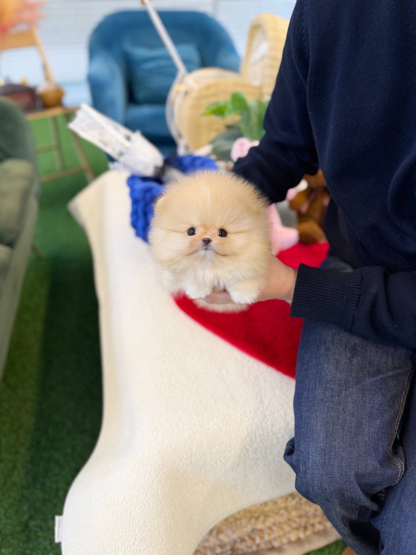 Pomeranian - Rolly(Female) - Beautiful puppy teacup puppy with adorable features available for adoption from Velydog