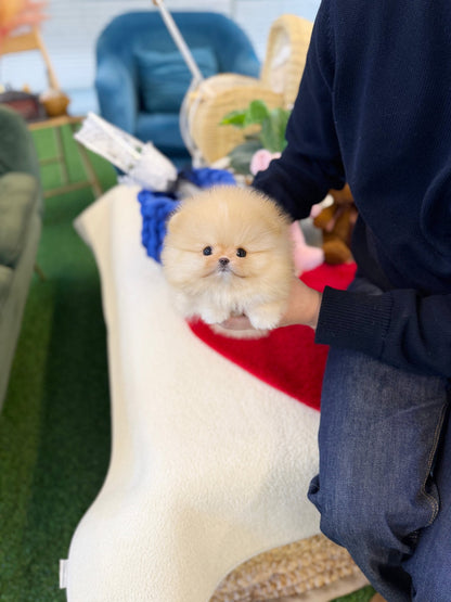 Pomeranian - Rolly(Female) - Beautiful puppy teacup puppy with adorable features available for adoption from Velydog