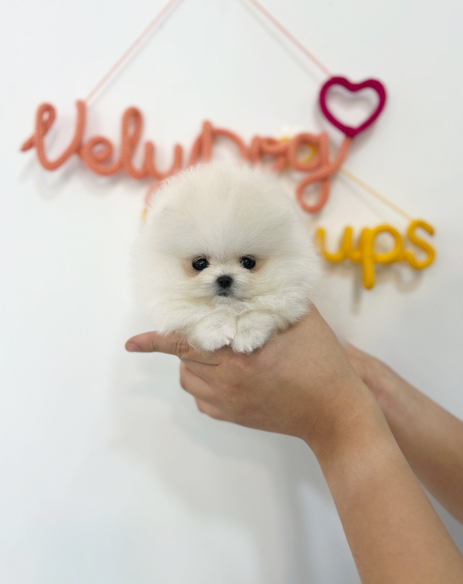 Pomeranian - Roy(Male) - Beautiful puppy teacup puppy with adorable features available for adoption from Velydog