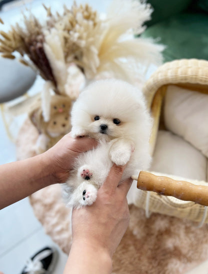 Pomeranian - Roy(Male) - Beautiful puppy teacup puppy with adorable features available for adoption from Velydog