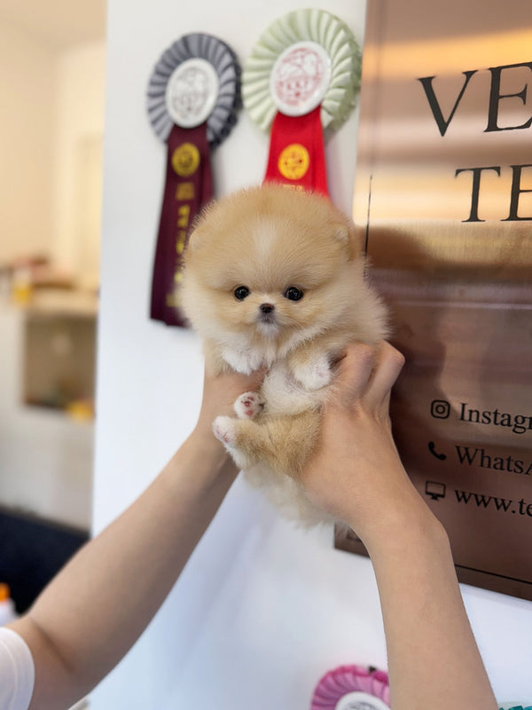 Pomeranian - Ruby(Female) - Beautiful puppy teacup puppy with adorable features available for adoption from Velydog