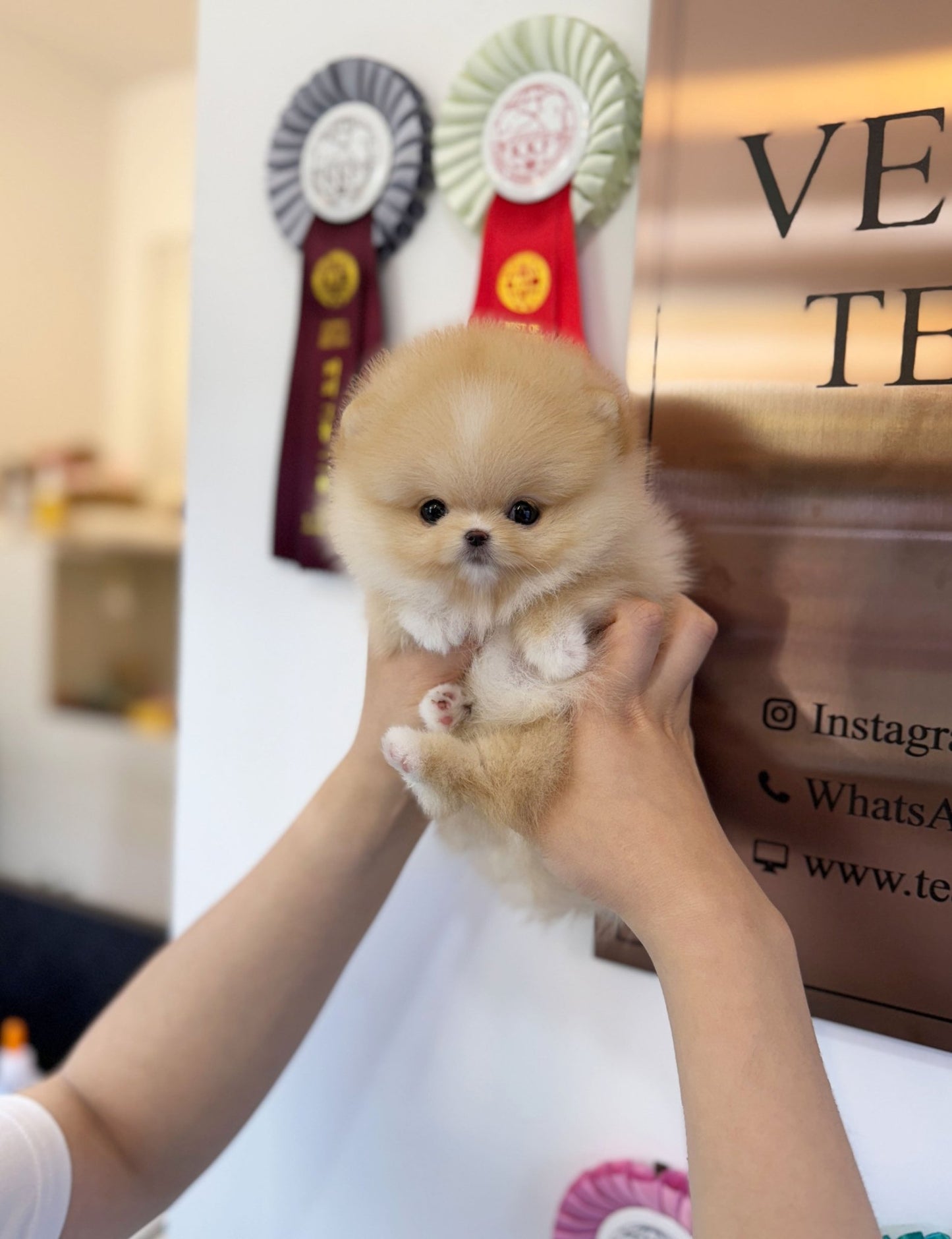 Pomeranian - Ruby(Female) - Beautiful puppy teacup puppy with adorable features available for adoption from Velydog