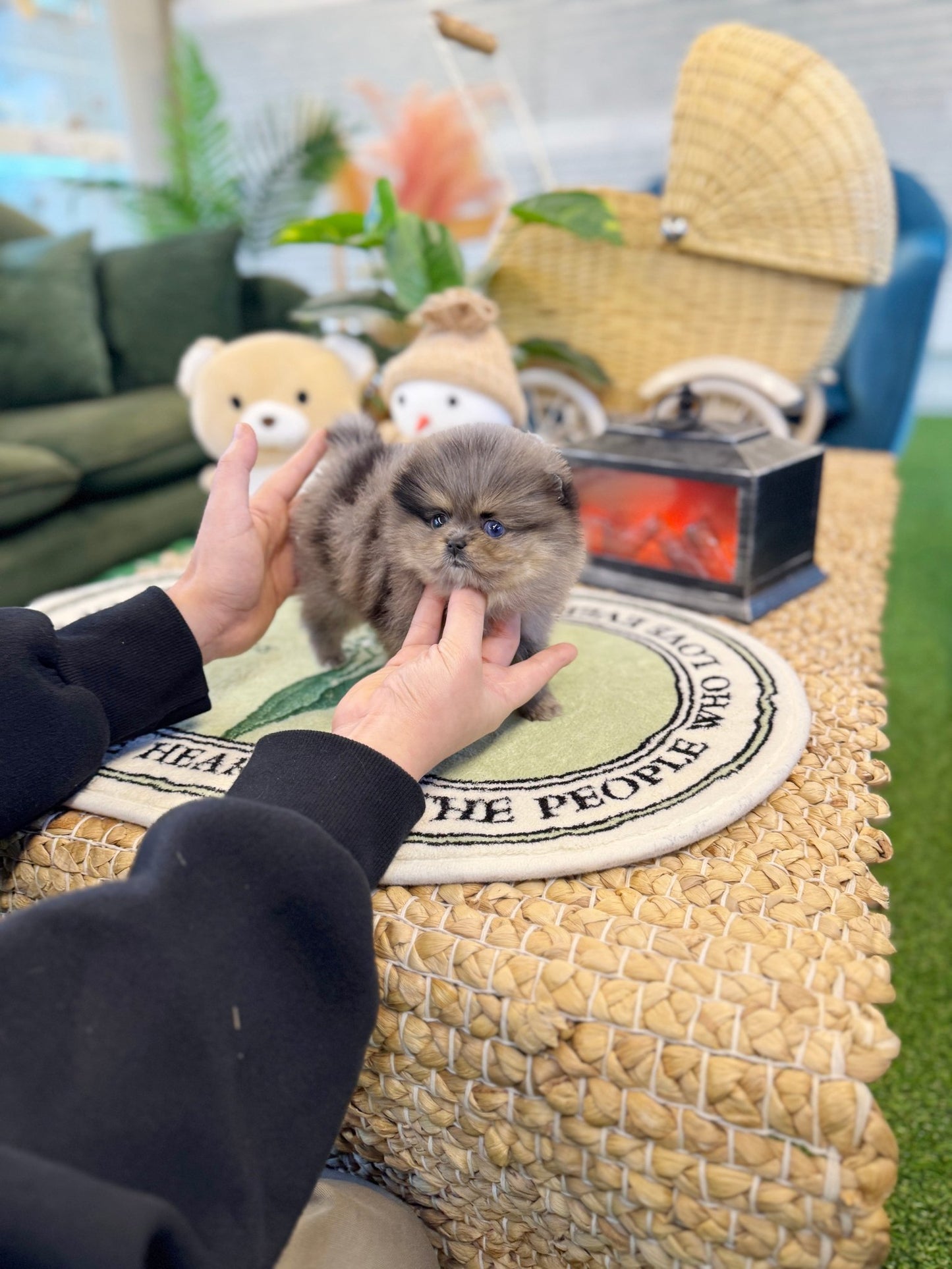 Pomeranian - Ruby(Female) - Beautiful puppy teacup puppy with adorable features available for adoption from Velydog