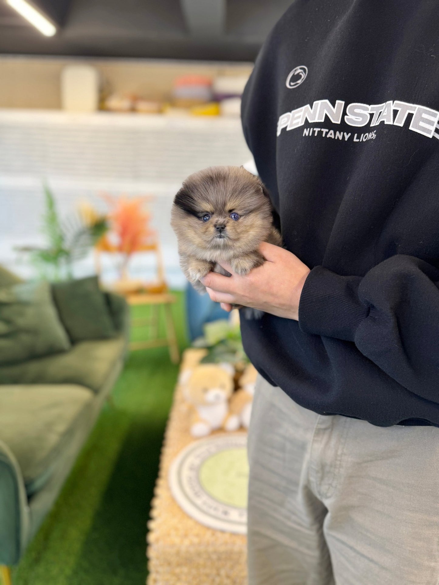 Pomeranian - Ruby(Female) - Beautiful puppy teacup puppy with adorable features available for adoption from Velydog