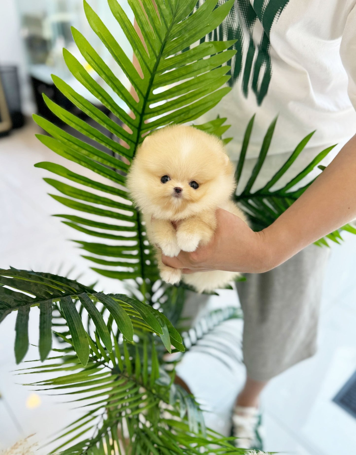 Pomeranian - Ruby(Female) - Beautiful puppy teacup puppy with adorable features available for adoption from Velydog