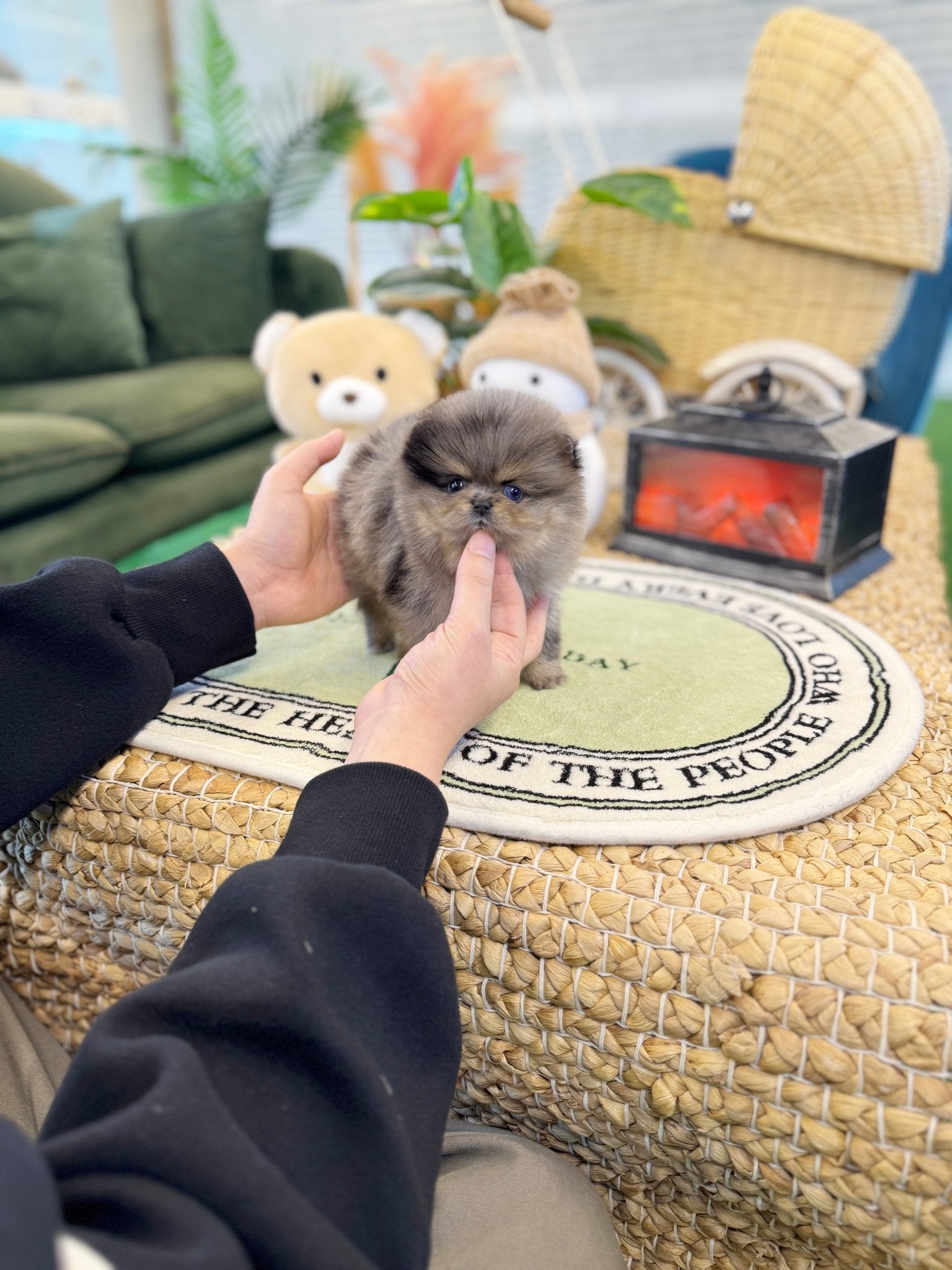 Pomeranian - Ruby(Female) - Beautiful puppy teacup puppy with adorable features available for adoption from Velydog