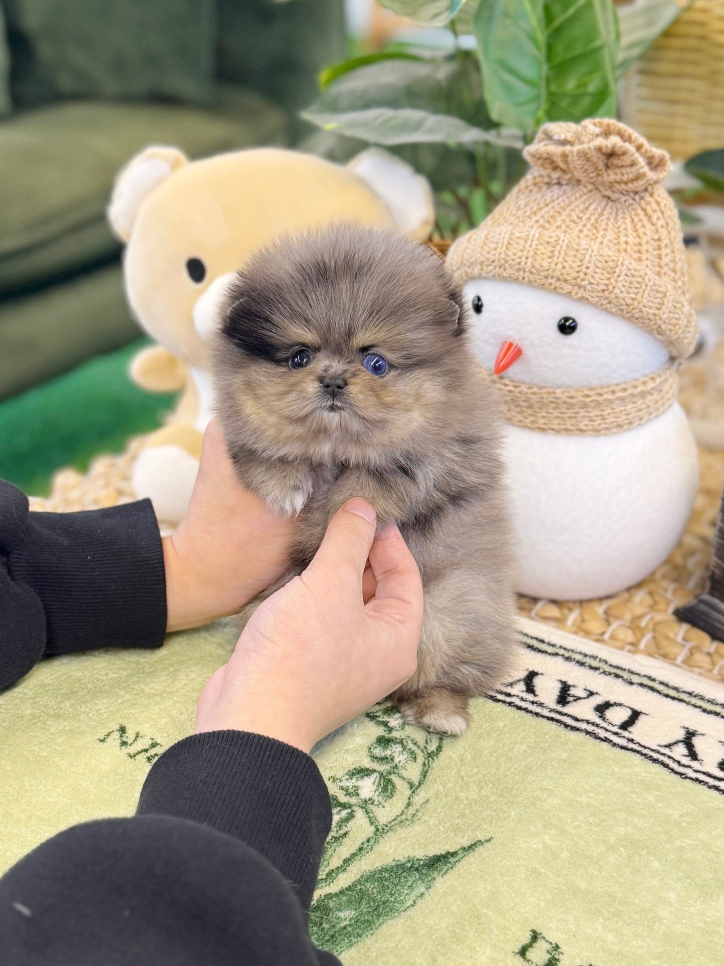 Pomeranian - Ruby(Female) - Beautiful puppy teacup puppy with adorable features available for adoption from Velydog