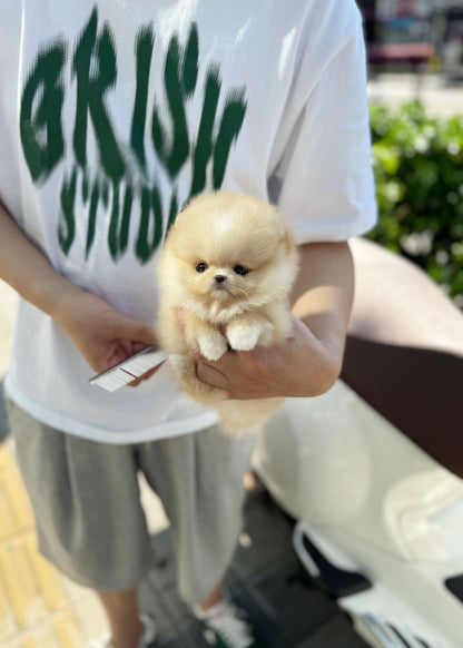 Pomeranian - Ruby(Female) - Beautiful puppy teacup puppy with adorable features available for adoption from Velydog