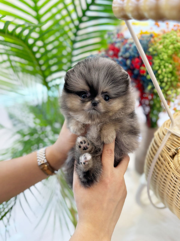 Pomeranian - Shu(Female) - Beautiful puppy teacup puppy with adorable features available for adoption from Velydog