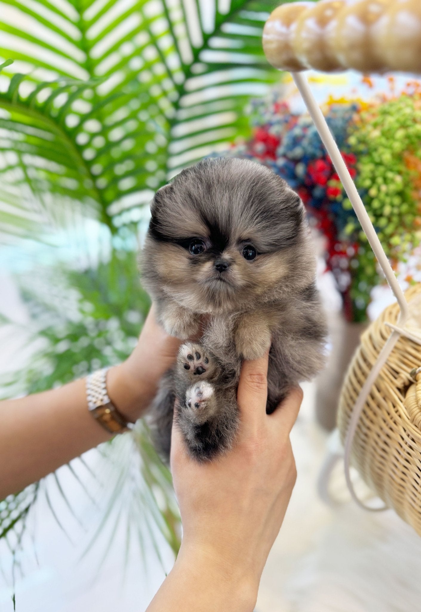 Pomeranian - Shu(Female) - Beautiful puppy teacup puppy with adorable features available for adoption from Velydog