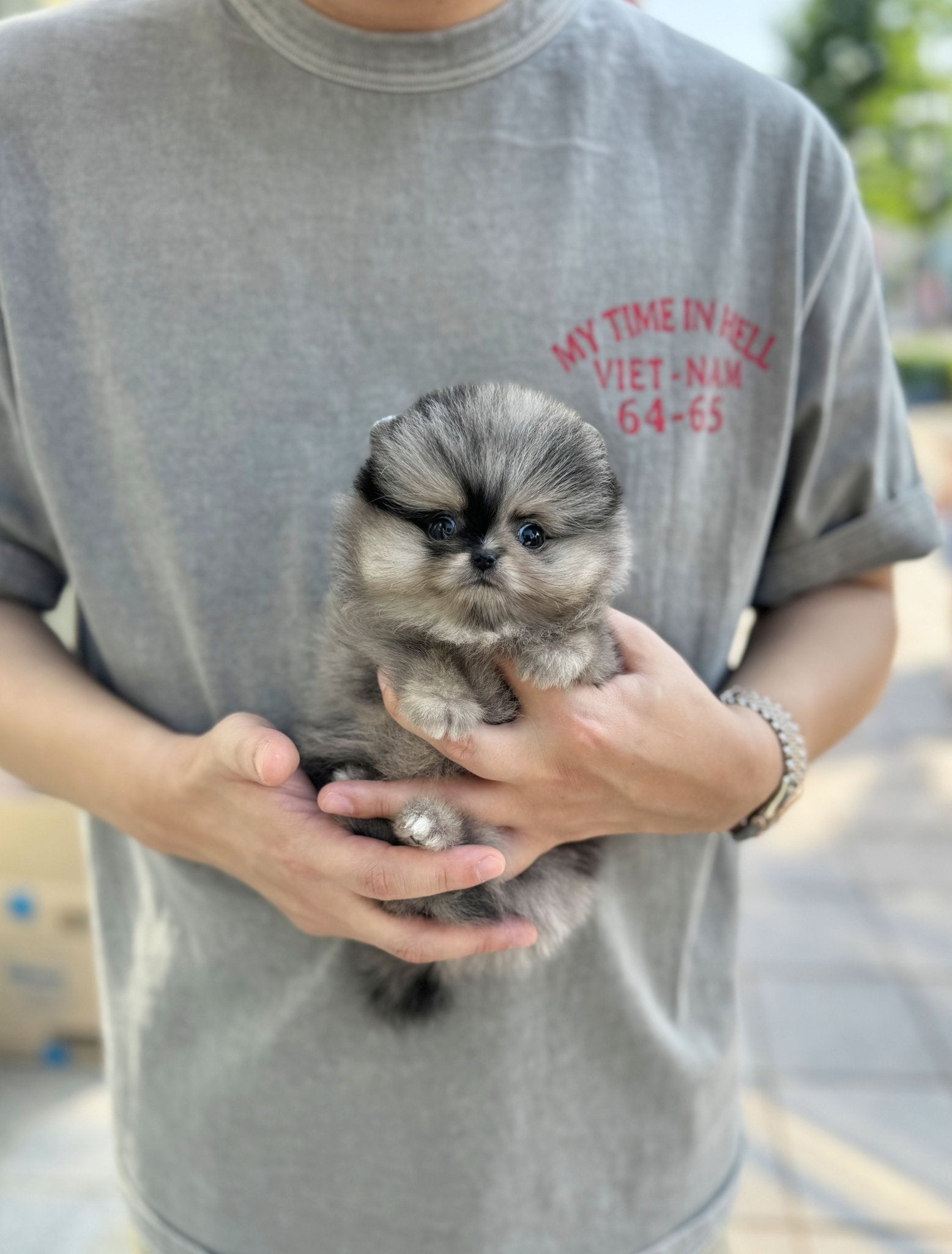 Pomeranian - Shu(Female) - Beautiful puppy teacup puppy with adorable features available for adoption from Velydog