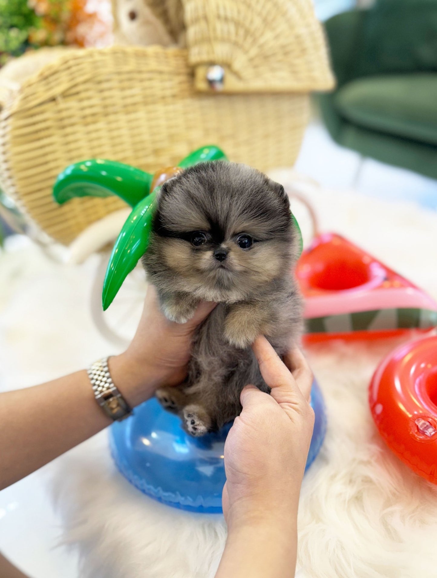 Pomeranian - Shu(Female) - Beautiful puppy teacup puppy with adorable features available for adoption from Velydog