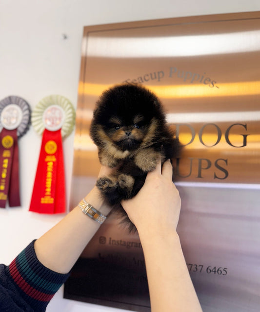 Pomeranian - Simba(Male) - Beautiful puppy teacup puppy with adorable features available for adoption from Velydog