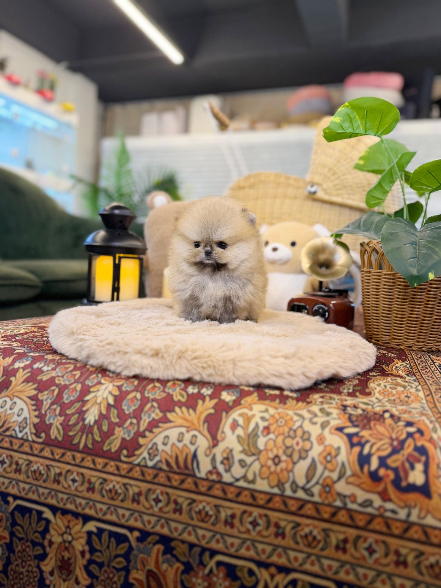Pomeranian - Simone(Female) - Beautiful puppy teacup puppy with adorable features available for adoption from Velydog