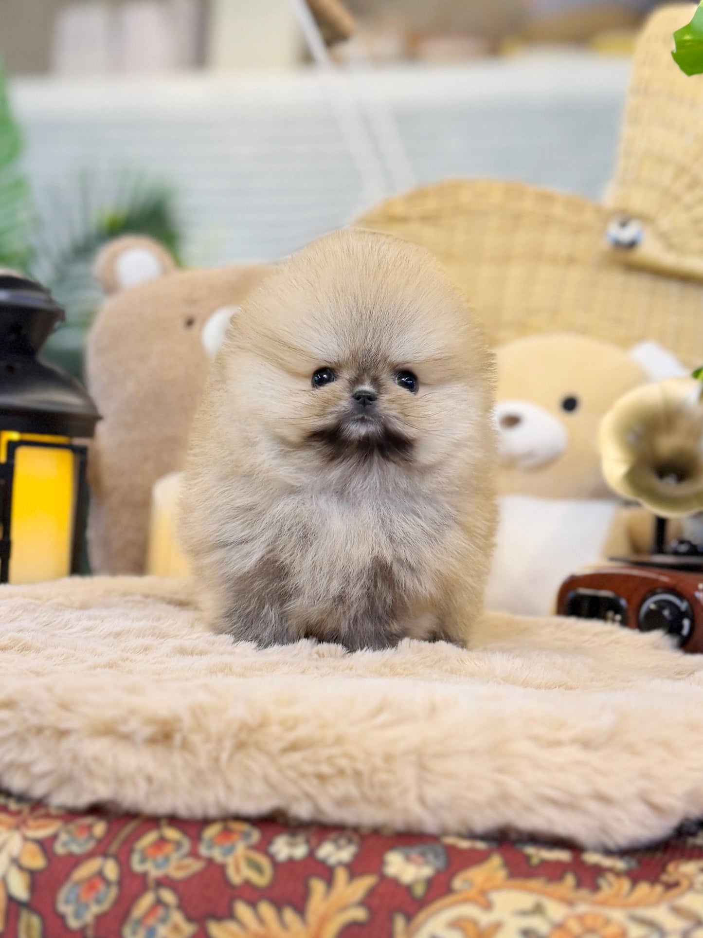 Pomeranian - Simone(Female) - Beautiful puppy teacup puppy with adorable features available for adoption from Velydog