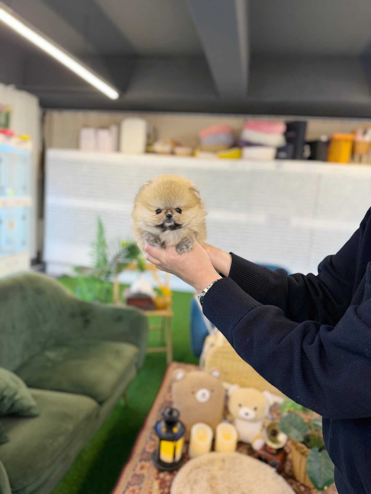 Pomeranian - Simone(Female) - Beautiful puppy teacup puppy with adorable features available for adoption from Velydog