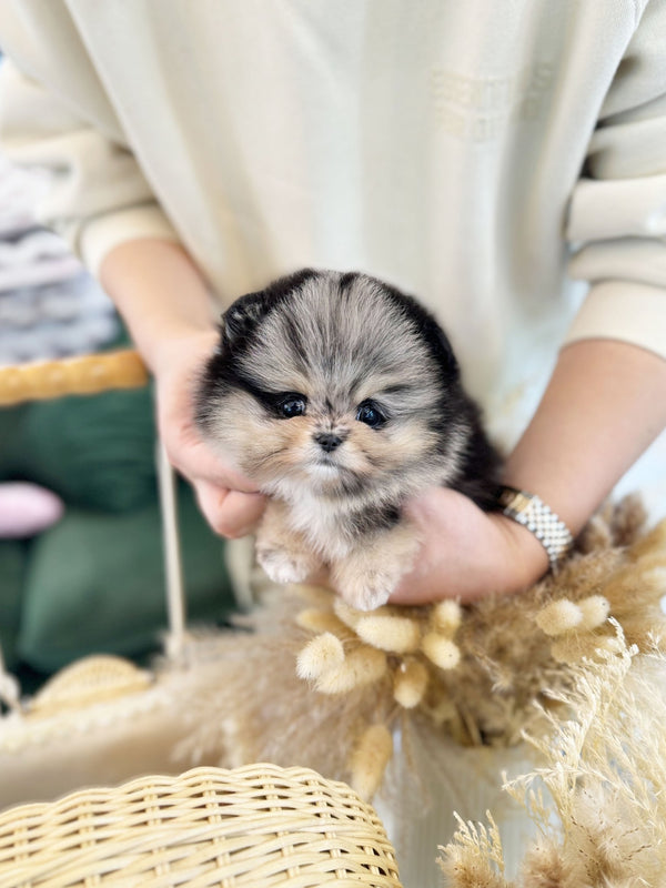 Pomeranian - Sky(Male) - Beautiful puppy teacup puppy with adorable features available for adoption from Velydog