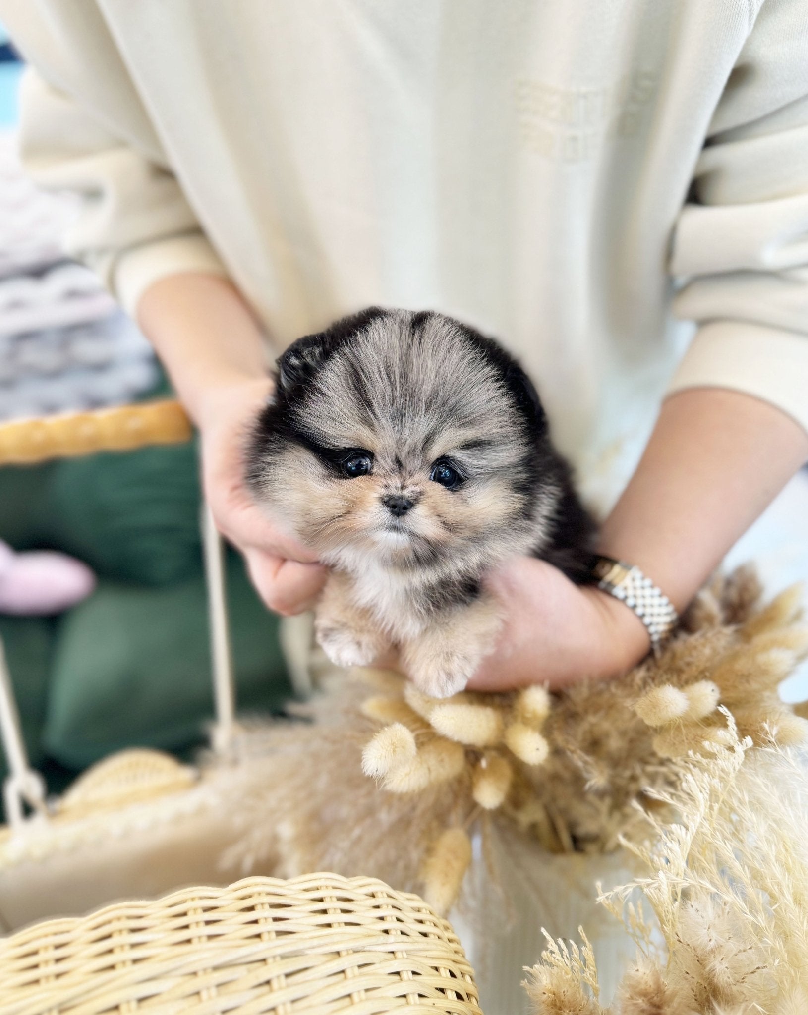 Pomeranian - Sky(Male) - Beautiful puppy teacup puppy with adorable features available for adoption from Velydog