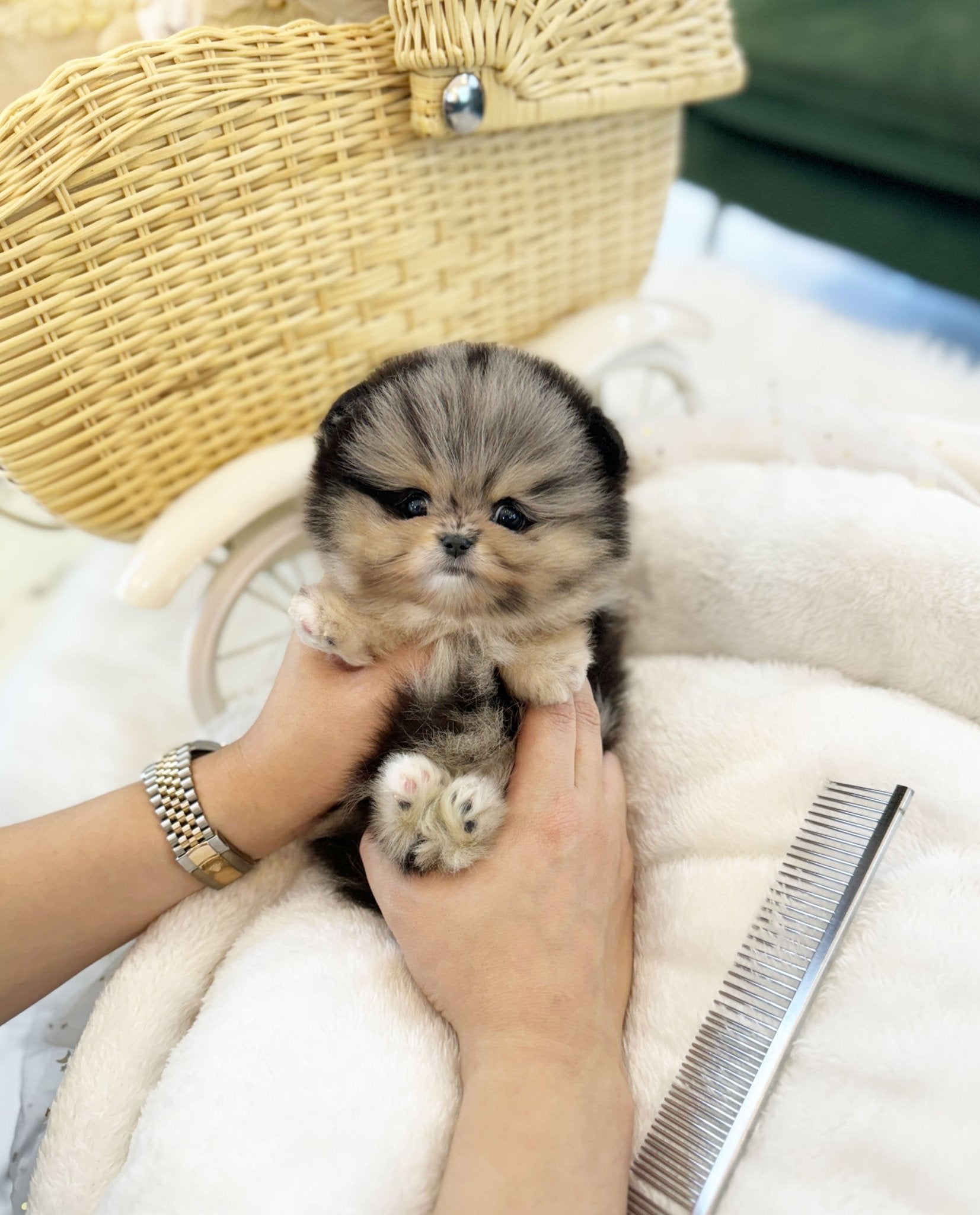 Pomeranian - Sky(Male) - Beautiful puppy teacup puppy with adorable features available for adoption from Velydog