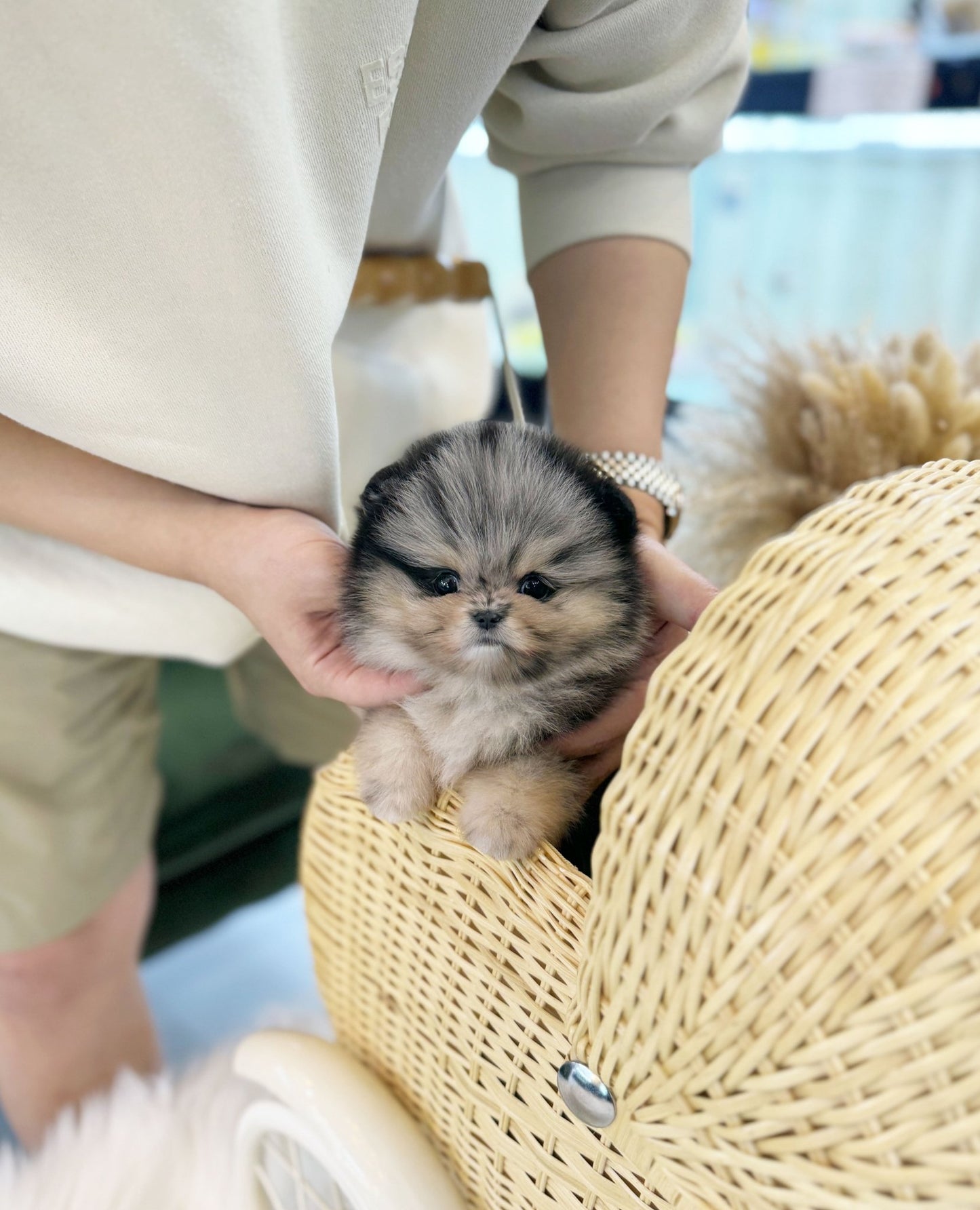 Pomeranian - Sky(Male) - Beautiful puppy teacup puppy with adorable features available for adoption from Velydog