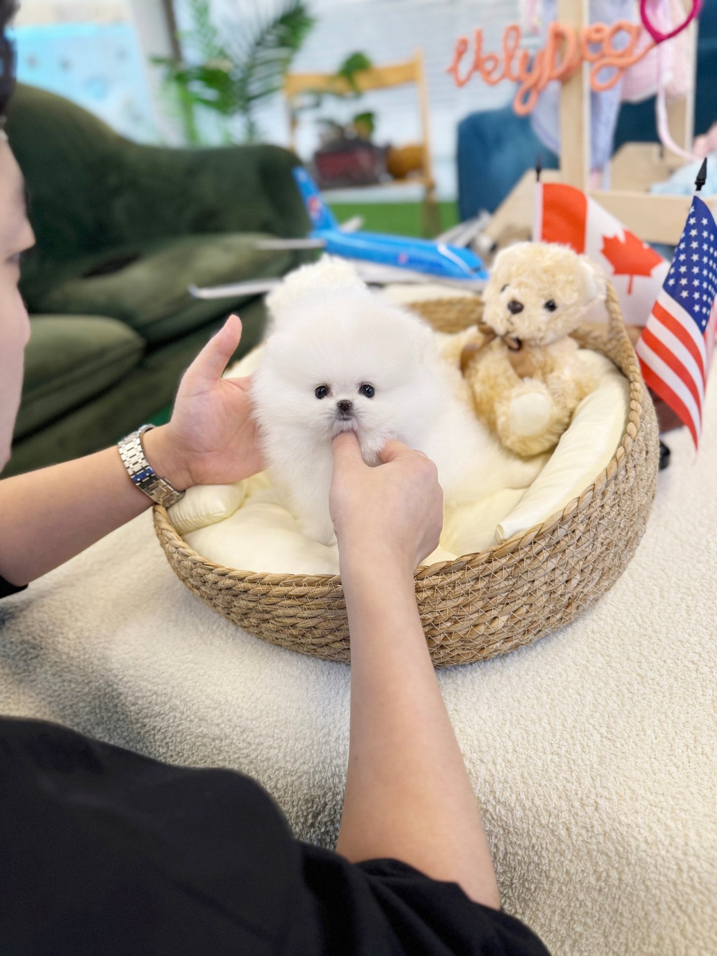 Pomeranian - Snowy(Male) - Beautiful puppy teacup puppy with adorable features available for adoption from Velydog