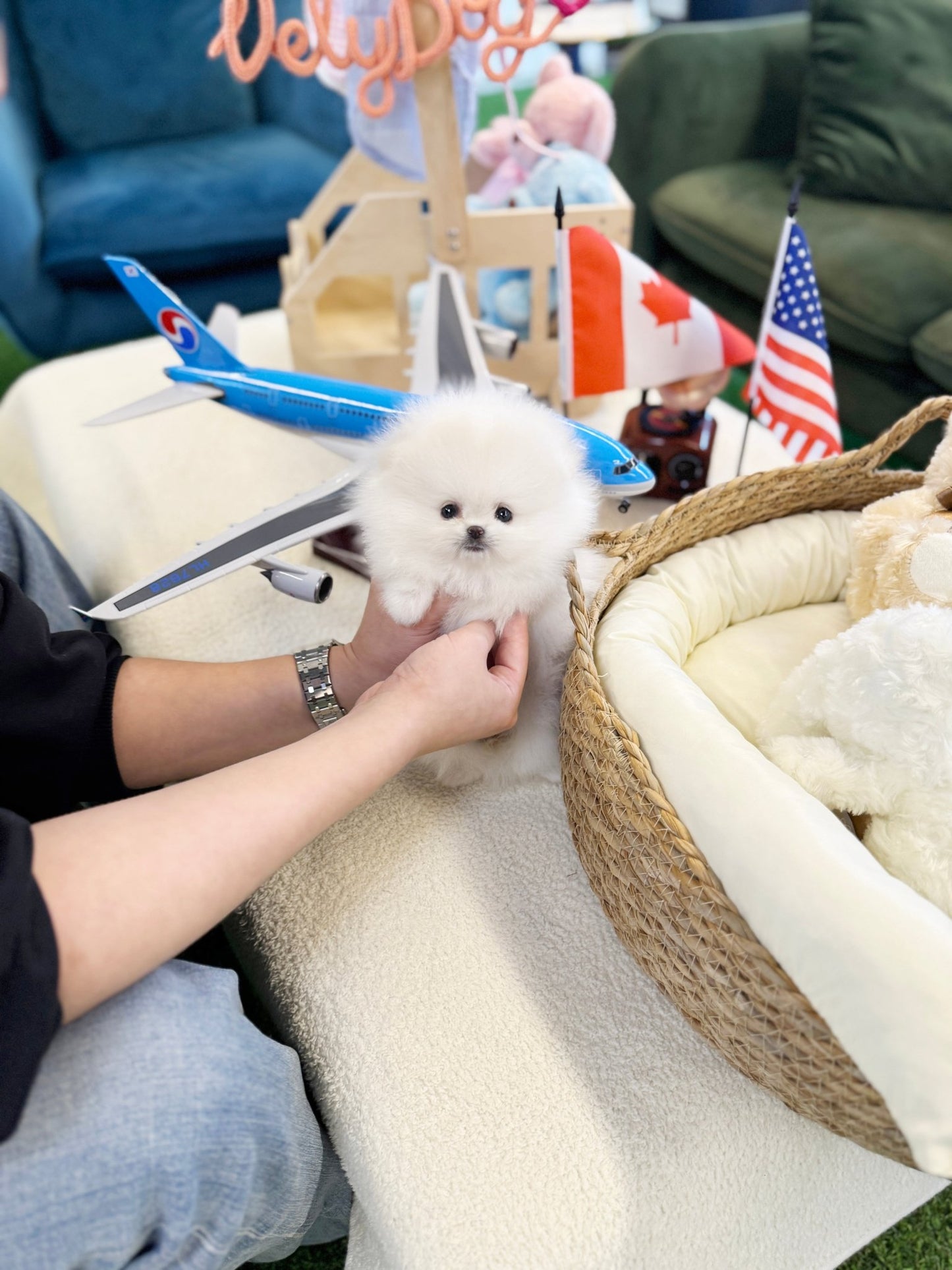 Pomeranian - Snowy(Male) - Beautiful puppy teacup puppy with adorable features available for adoption from Velydog